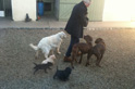 Dogs at Beeches Brook Kennels heading off for a walk.