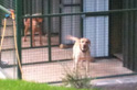 Modern purpose-built kennels at Beeches Brook.