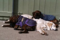 Dogs taking a nap at Beeches Brook after exercise.